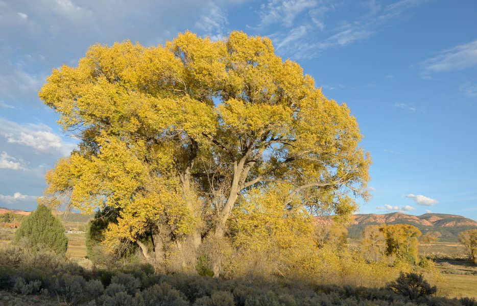 Cotton wood tree near Hatch Utah