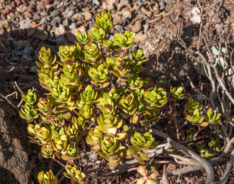 Crassula cultrata - Jardín Botánico Canario Viera y Clavijo - Gran Canaria