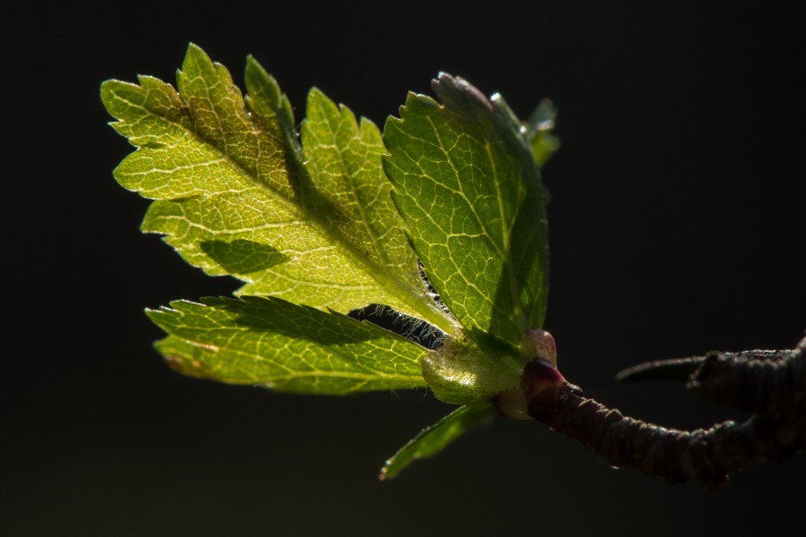 Crataegus junges Blatt