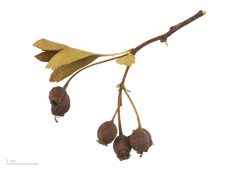 Crataegus monogyna MHNT.BOT.2007.40.2