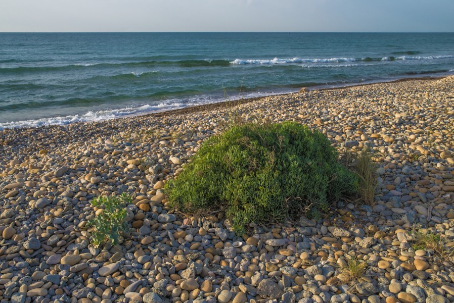 Crithmum maritimum, Vic-la-Gardiole