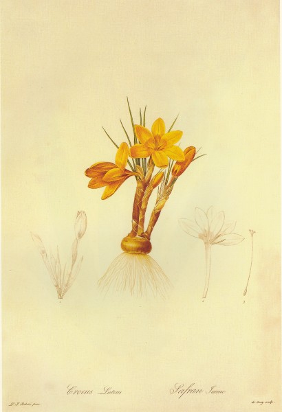 Crocus flavus in Les liliacees