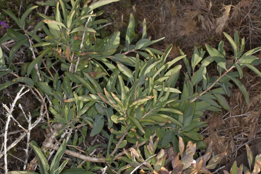 Crossosoma californicum (California rockflower) (6739257911)