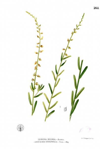 Crotalaria montana Blanco2.268