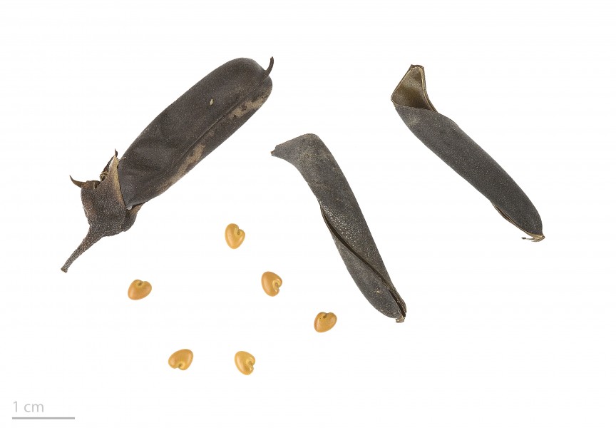 Crotalaria retusa MHNT.BOT.2016.24.59