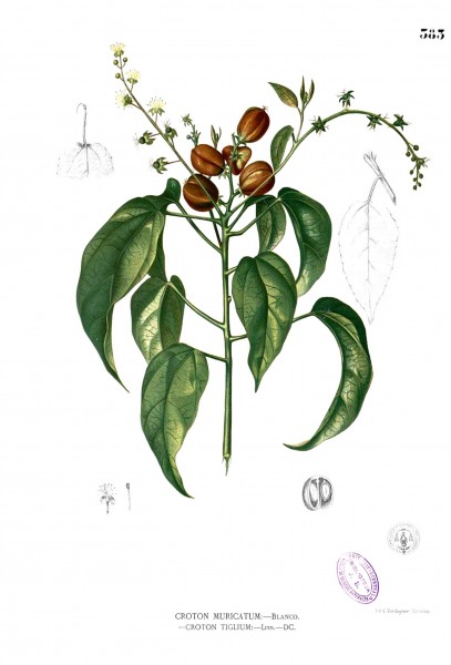 Croton tiglium Blanco2.383