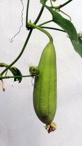 Cucumber in jaffna