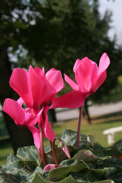 Cultivar di Ciclamino ENBLA01