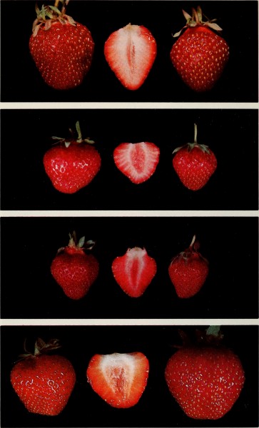 Culture du fraisier dans l'est du Canada (1977) (20820238061)