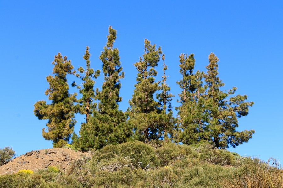 Cumbre dorsal - Tenerife - Pinus canariensis