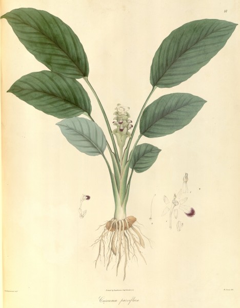 Curcuma parviflora Wallich vol1 57