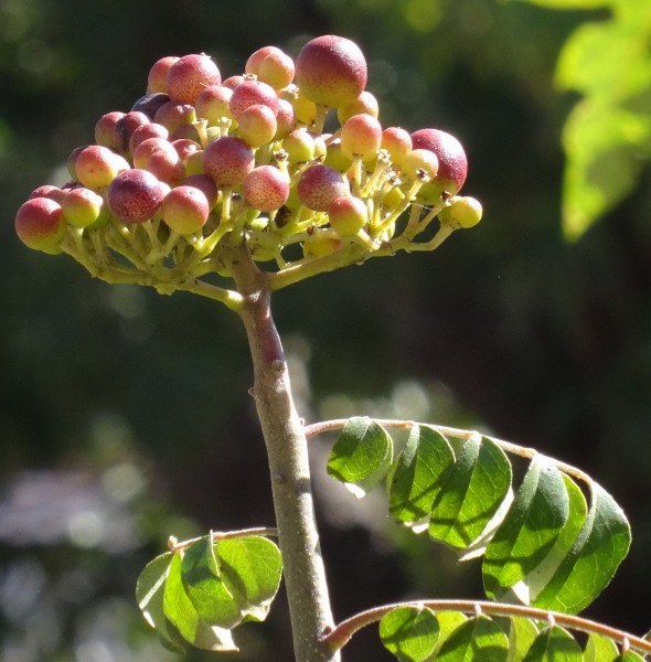 Curry tree - fruits (9723390293)