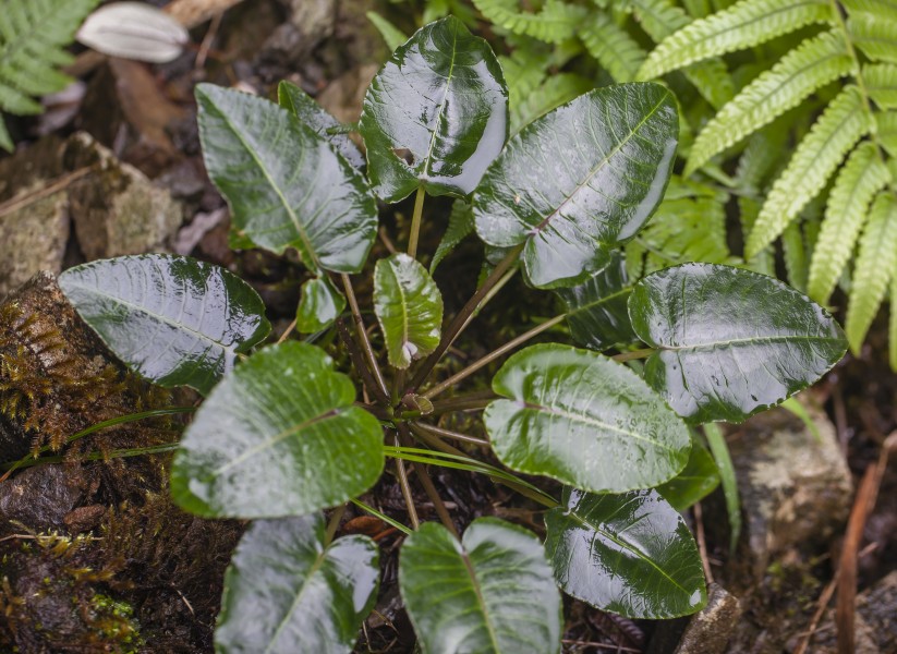 Cyanea asarifolia (haha) (25912476813)