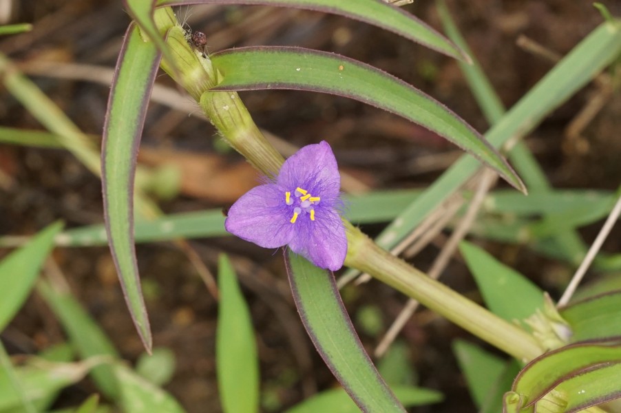 Cyanotis axillaris? 06228