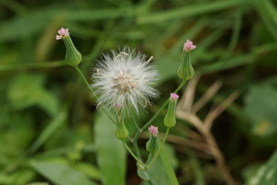 Cyanthillium cinereum 08962