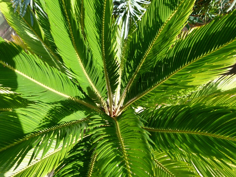 Cycas revoluta 1