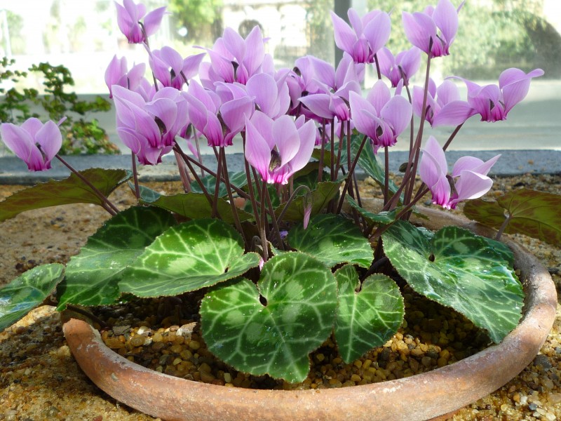 Cyclamen graecum05