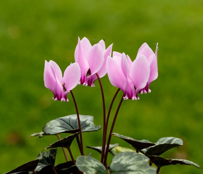Cyclamen hederifolium. Locatie, Tuinreservaat Jonker vallei 01