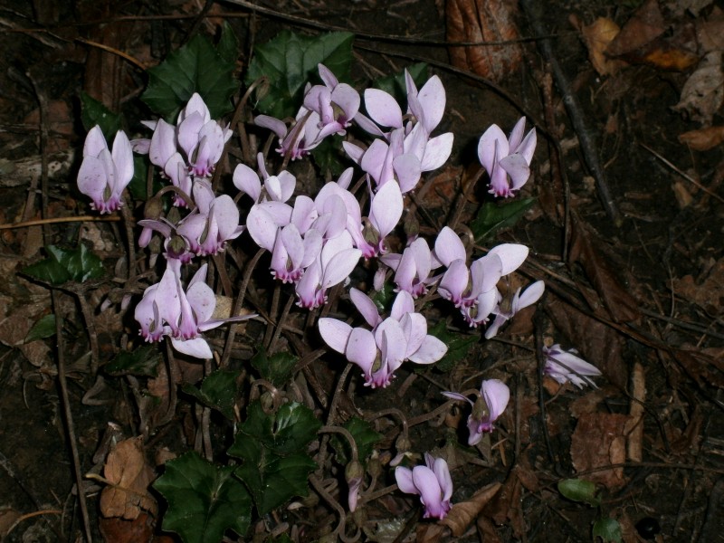 Cyclamen hederifolium - October