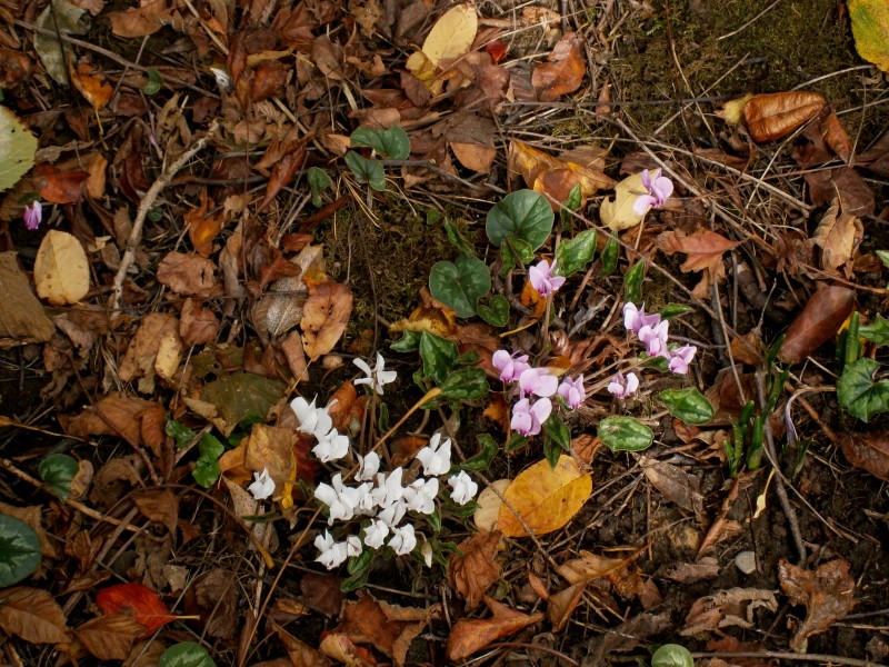 Cyclamen hederifolium & 'Album' 4