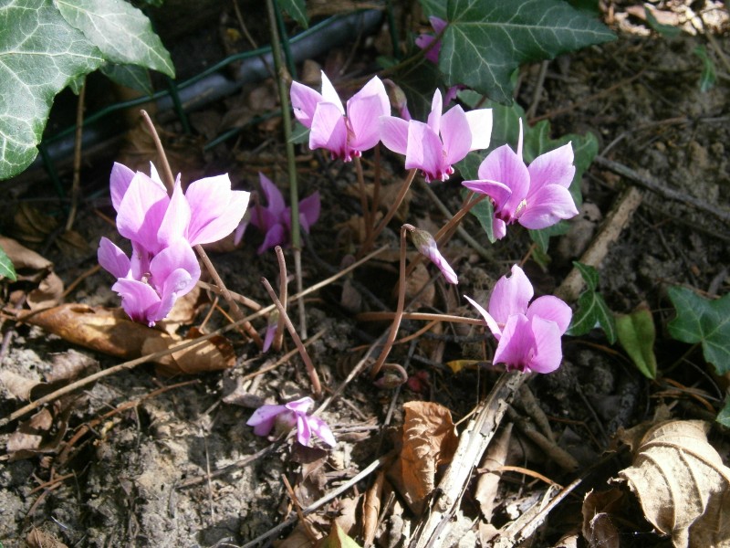 Cyclamen hederifolium Amaze Me4