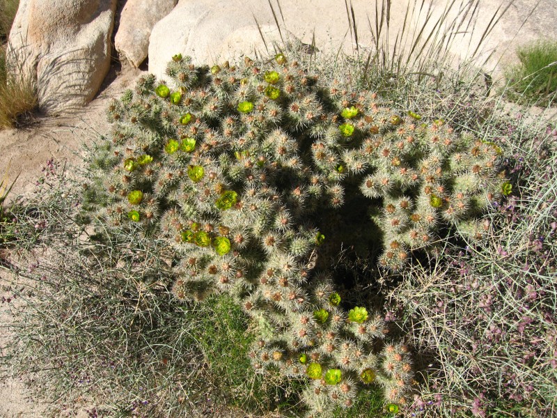 Cylindropuntia echinocarpa, Hidden Valley 2254 RobbHannawacker