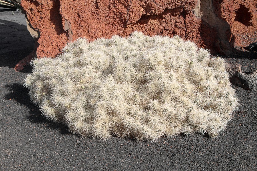 Cylindropuntia tunicata 001
