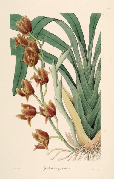Cymbidium iridioides (as Cymbidium giganteum Wall. ex Lindl.) - Sertum - Lindley pl. 4 (1838)