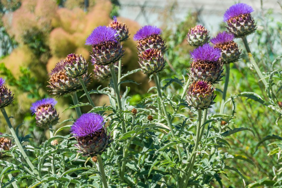 Cynara scolymus in Jardin botanique de la Charme 01