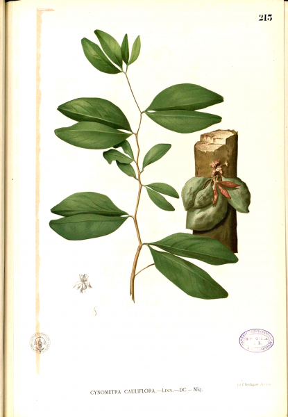 Cynometra cauliflora Blanco1.213