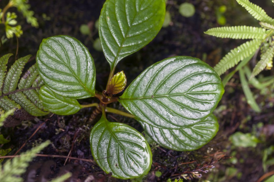 Cyrtandra heinrichii (lava cyrtandra) (24990101304)
