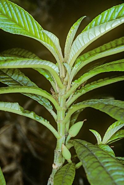 Cyrtandra longifolia (longleaf cyrtandra) twig, fruit (5087389824)