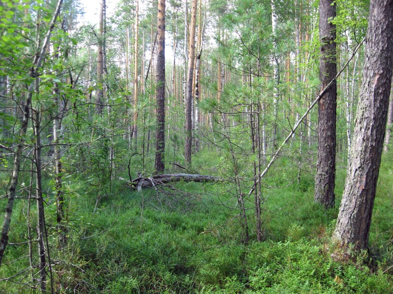 Черничник, Причулымье, Асиноский район
