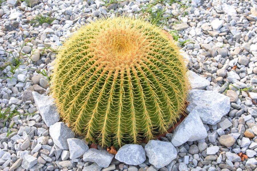 Эхинокактус Грузона - Echinocactus grusonii