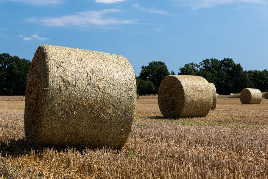 Dülmen, Kirchspiel, Strohballen -- 2015 -- 7783