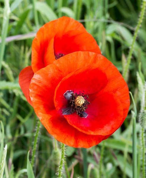 Dülmen, Mohn im Feld -- 2015 -- 6639
