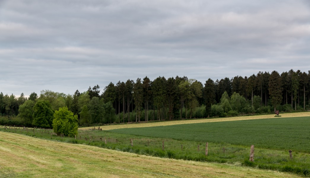 Dülmen, Naturschutzgebiet -Roruper Holz- -- 2015 -- 5976
