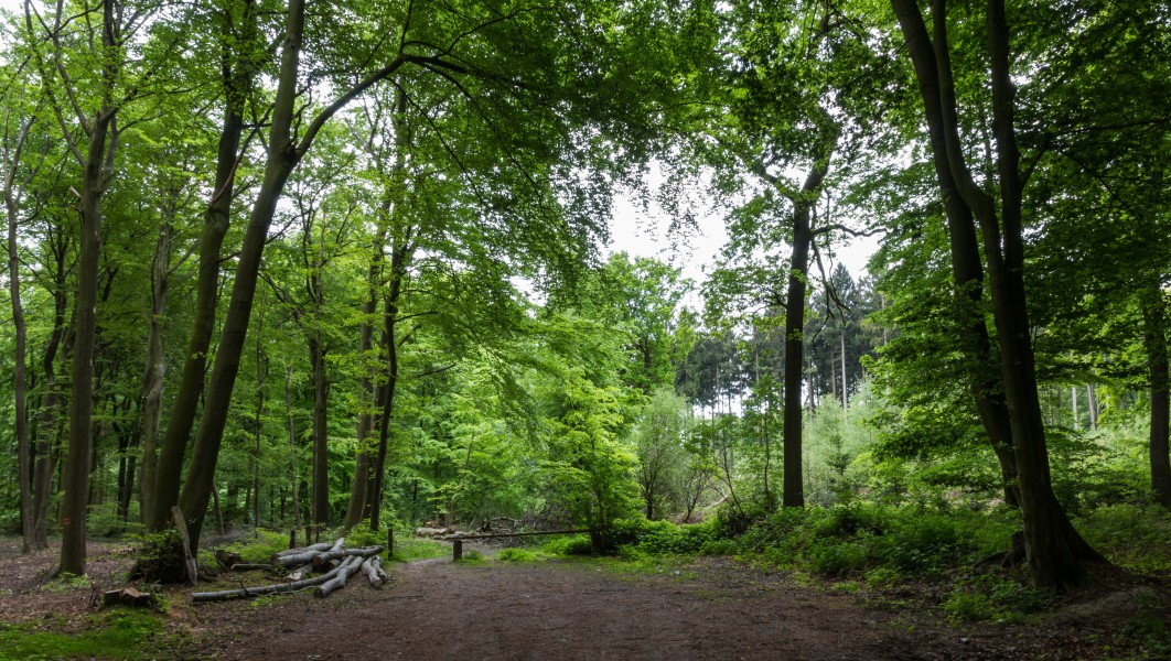 Dülmen, Naturschutzgebiet -Roruper Holz- -- 2015 -- 5977