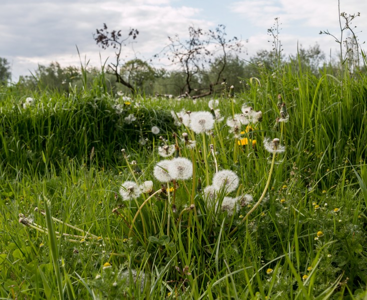 Dülmen, Weide am Naturschutzgebiet -Welter Bach- -- 2014 -- 0020