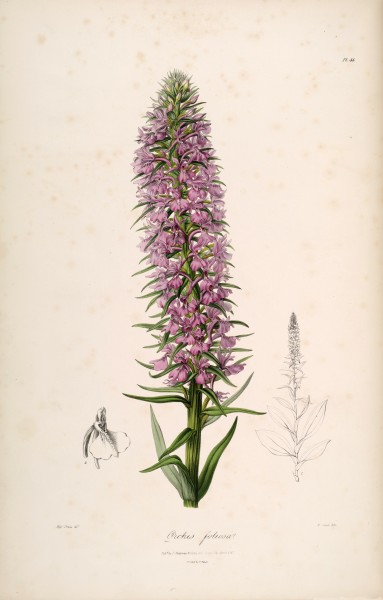 Dactylorhiza foliosa (as Orchis foliosa) - Sertum - Lindley pl. 44 (1838)
