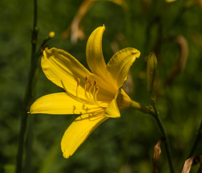 Daglelie, Hemerocallis. Locatie, Tuinen Mien Ruys