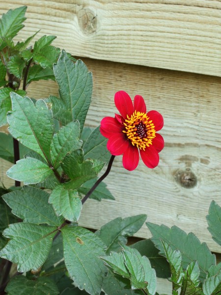 Dahlia 'Bishop of Auckland'