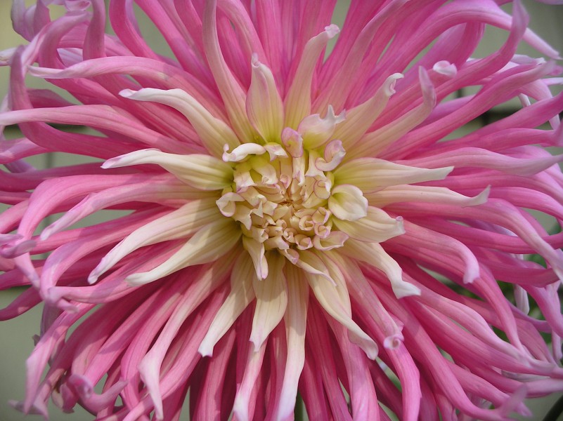Dahlia Flower