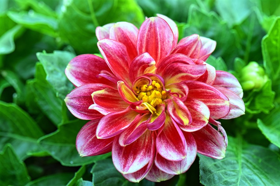 Dahlietta Alexia Dahlia 4