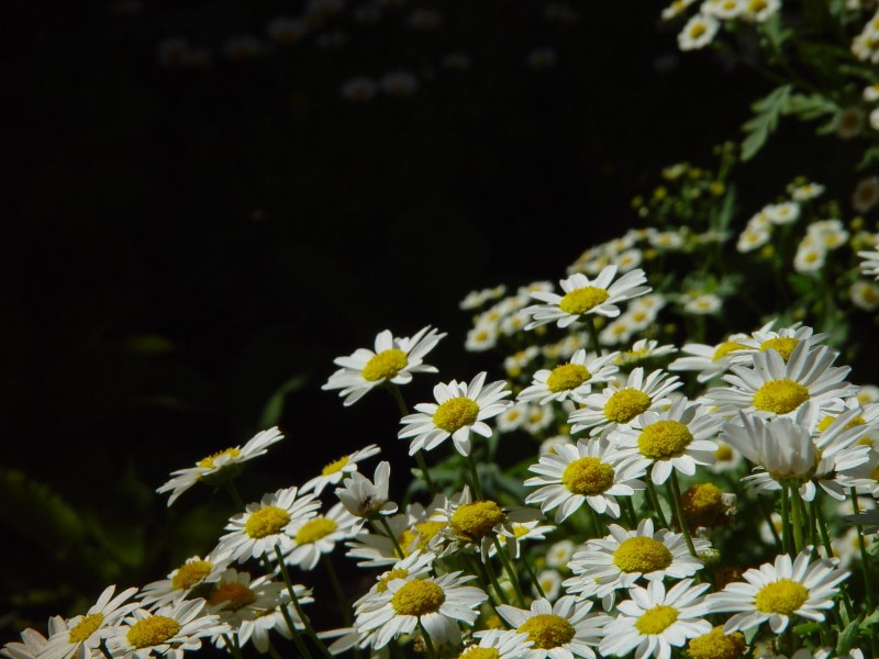 Daisies against dark background more daisies unfocused