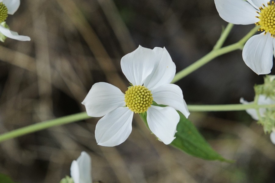 Daisy Tree (Montanoa bipinnatifida) 3452