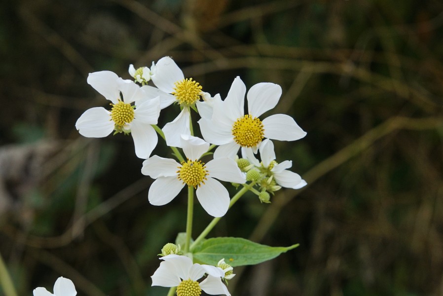 Daisy Tree (Montanoa bipinnatifida) 3468