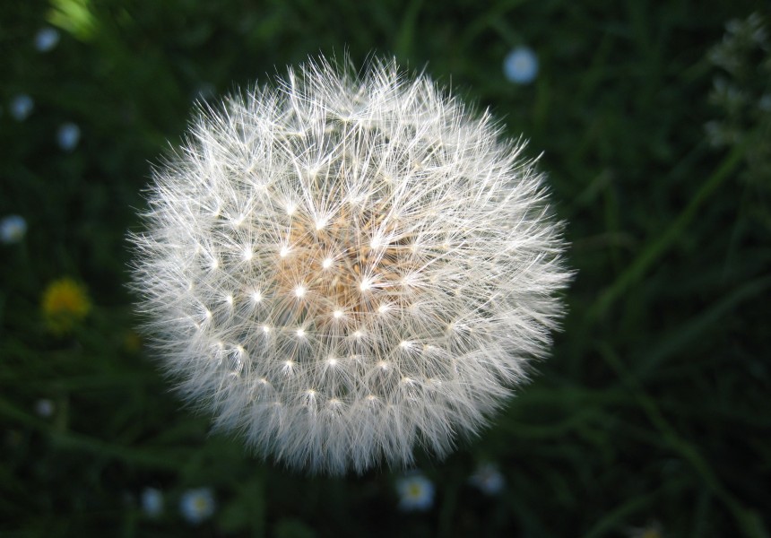 Dandelion seed head (Taraxacum officinale)