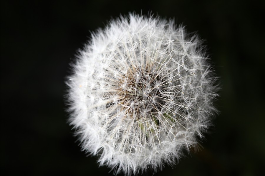 DandelionDandelion