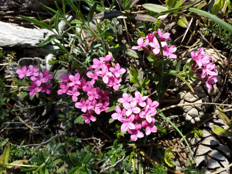 Daphne cneorum sl7